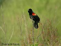 Red-winged Blackbird May 07 Field Trip 052